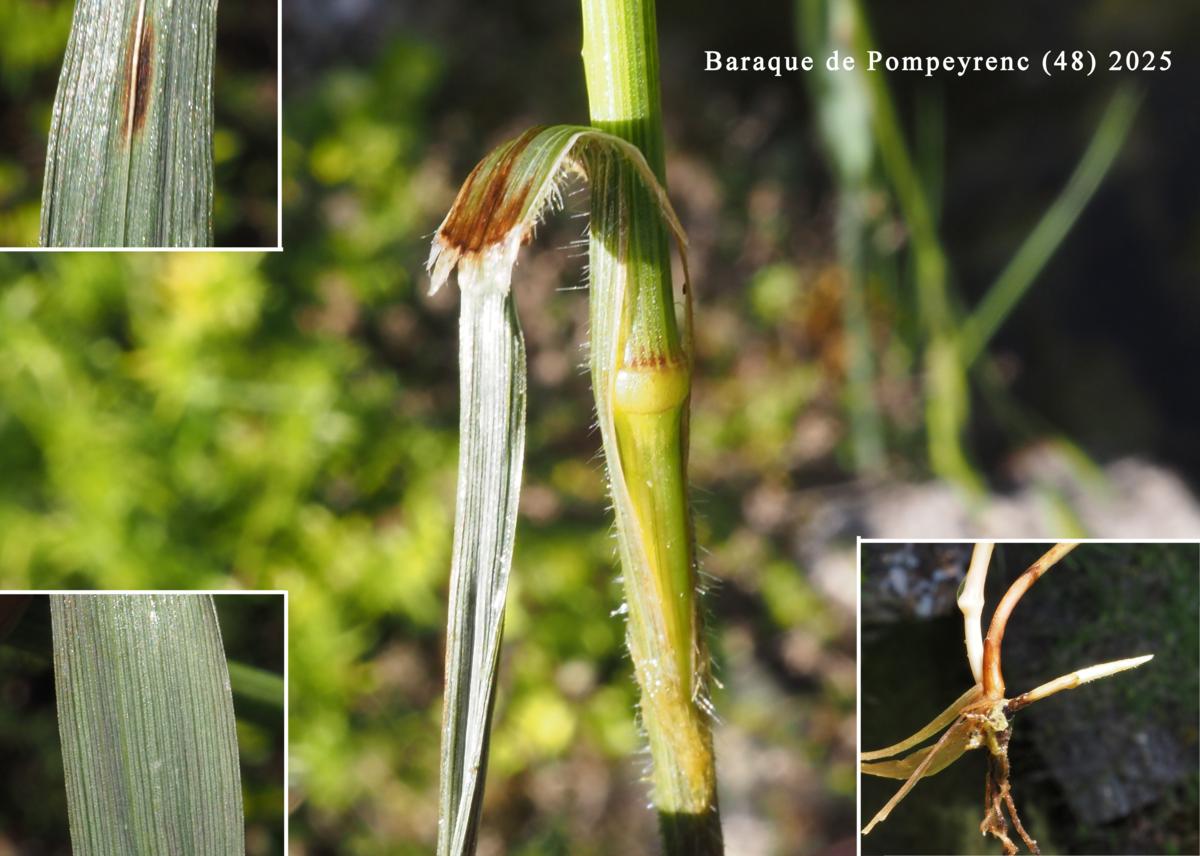Brome, Alaska leaf
